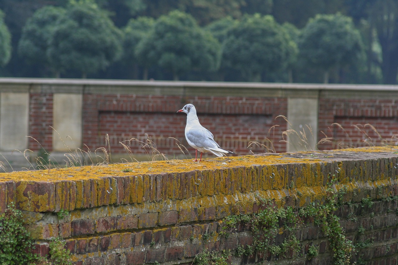 schloss nordkirchen park wall free photo