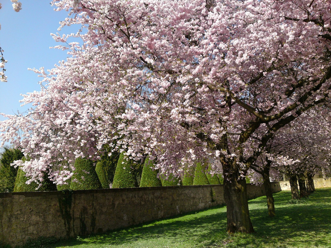 schlossgarten cherry blossom nature free photo