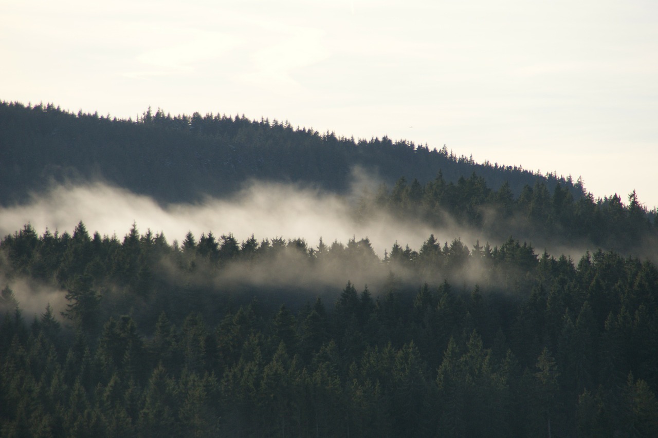 schluchsee black forest fog free photo
