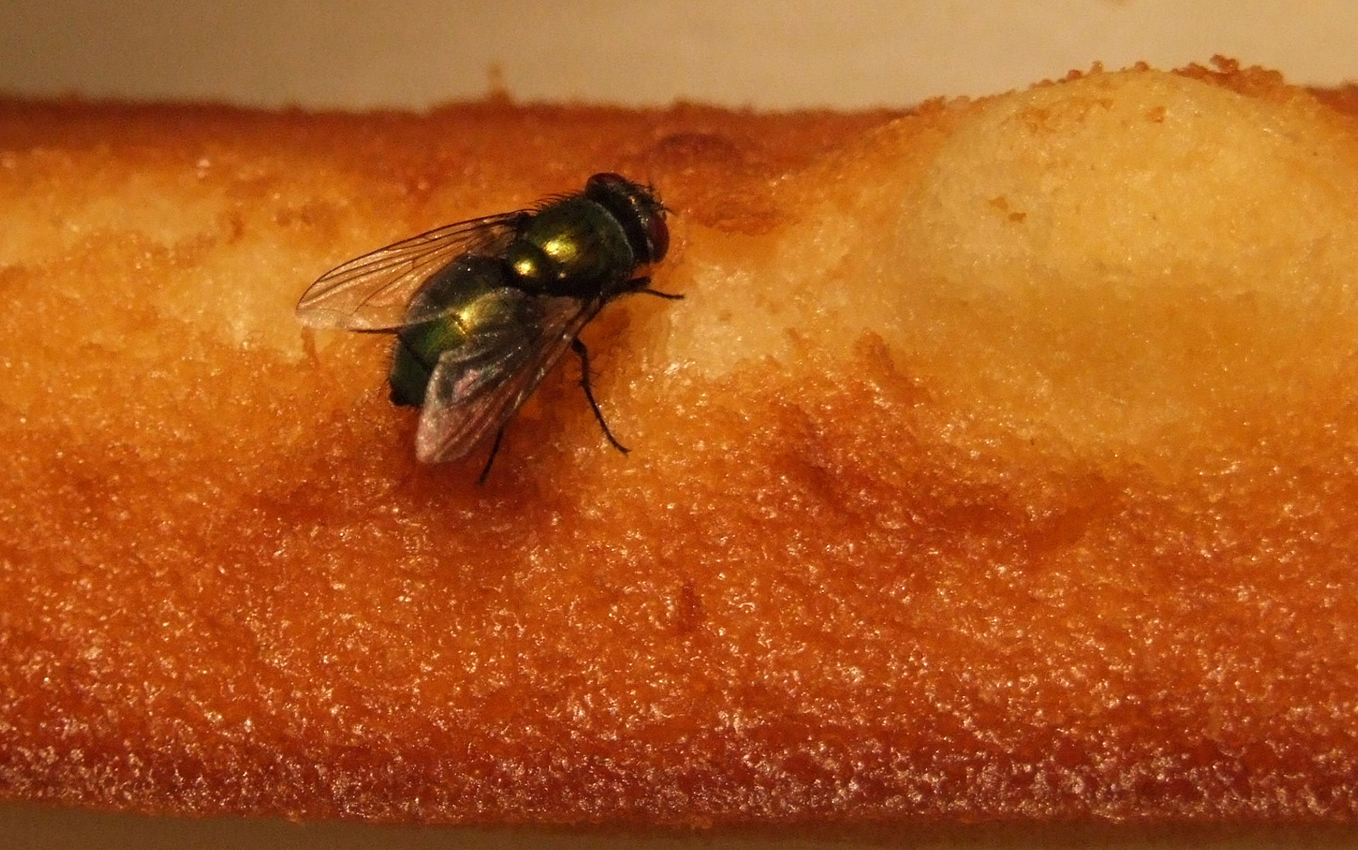 fly pests pastry free photo