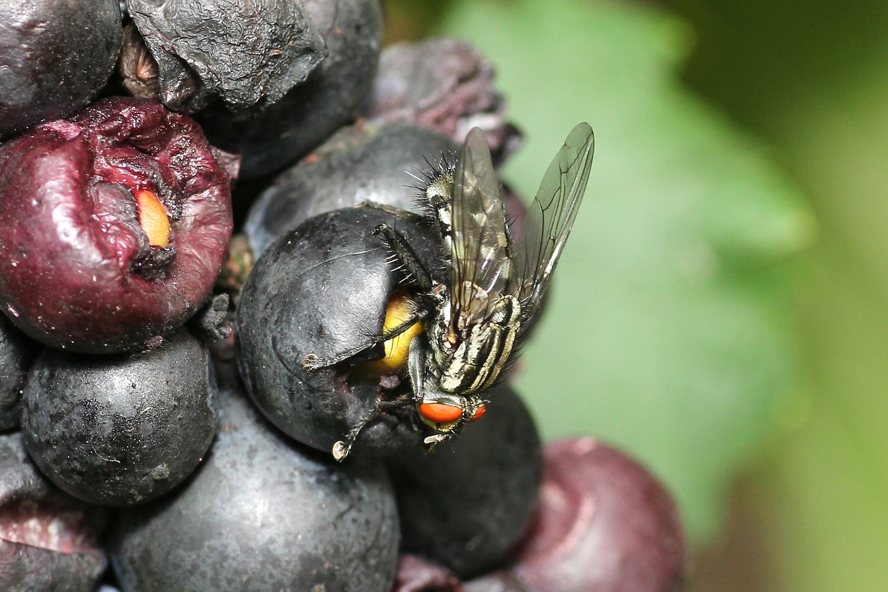 schmaßfliege fly grapes free photo