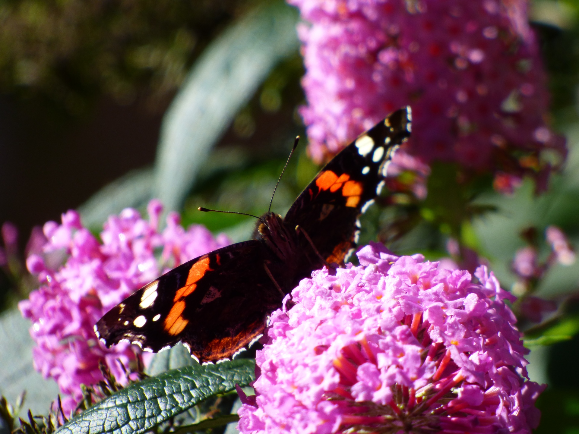 peacock butterfly butterfly peacock nature free photo