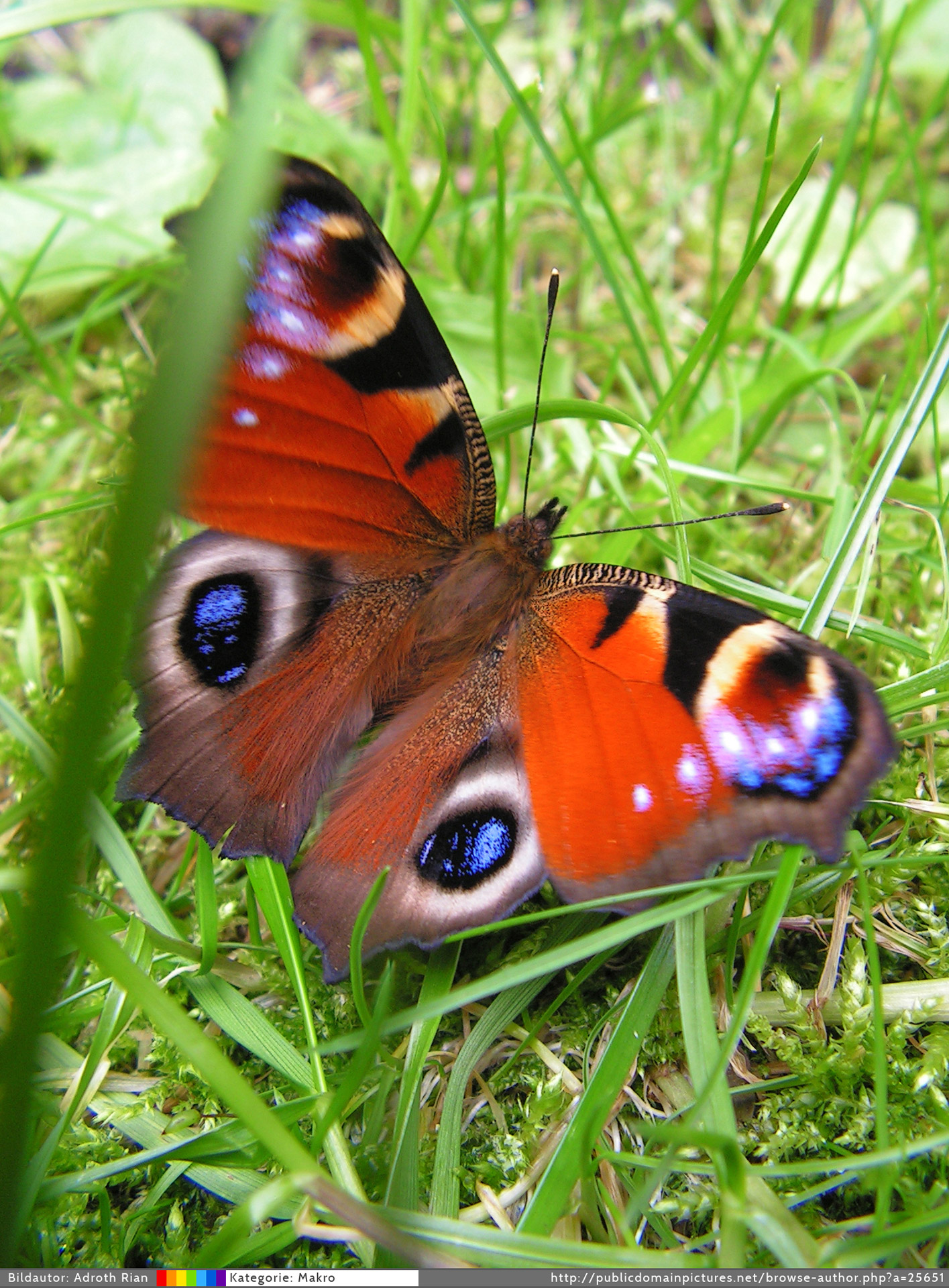butterfly peacock grass free photo