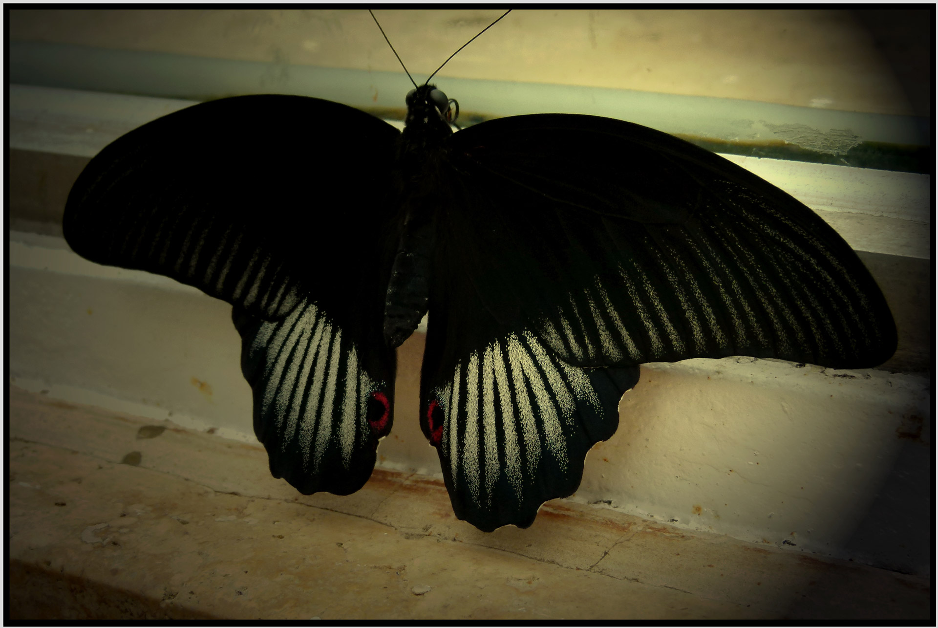 butterfly moth black free photo