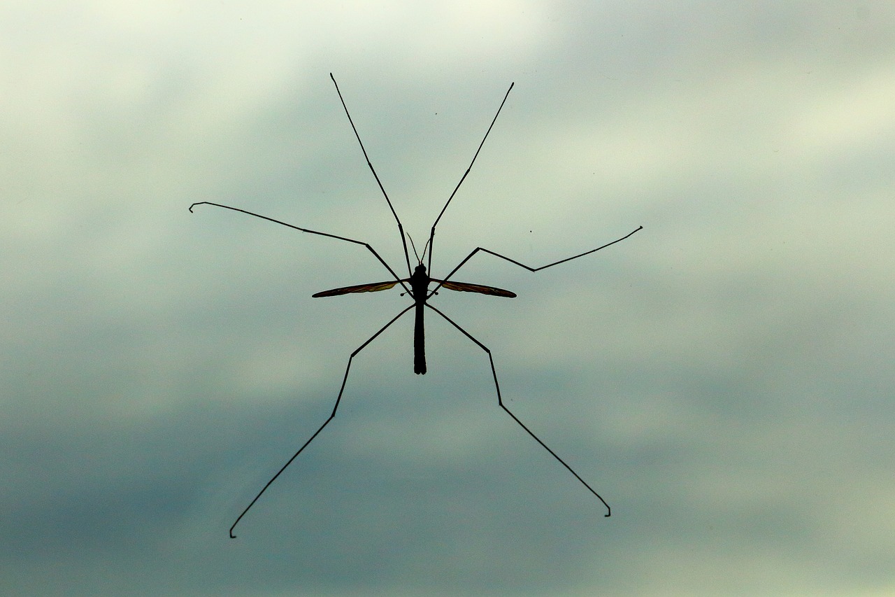 schnake mosquito insect free photo