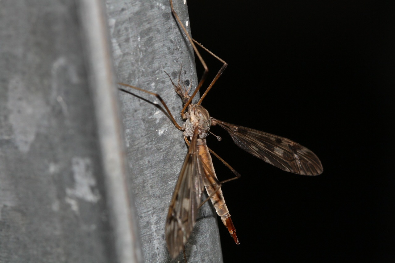 schnake mosquito insect free photo