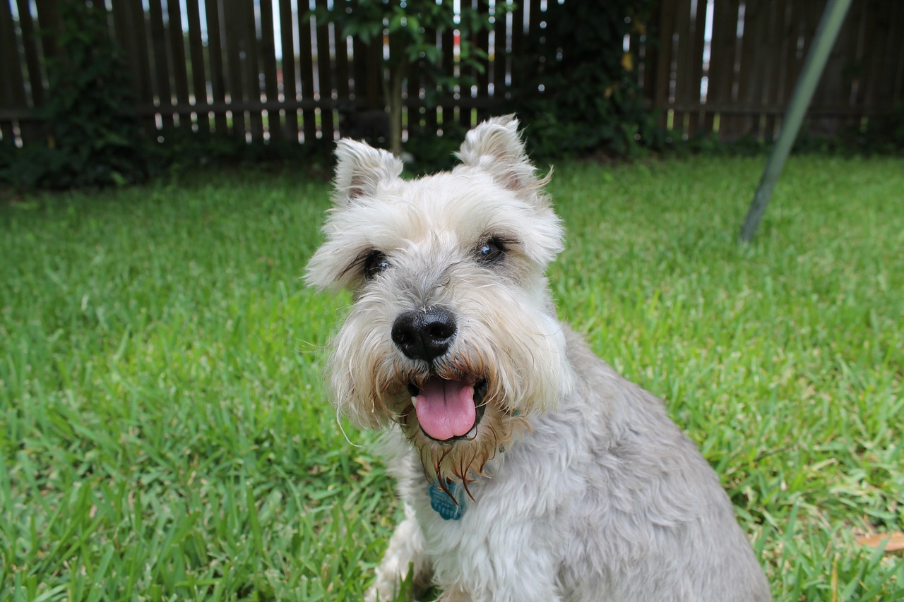 schnauzer miniature schnauzer rescue free photo