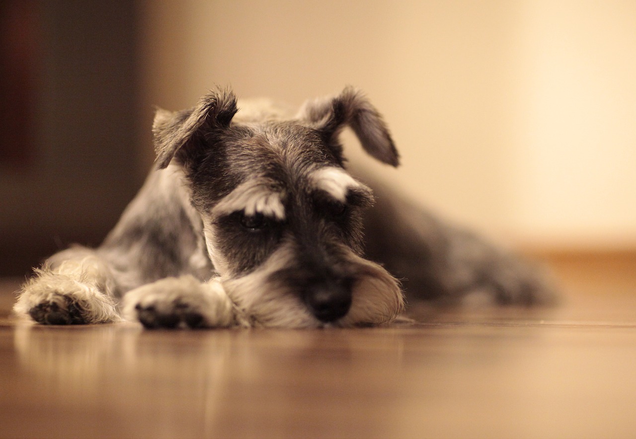 schnauzer  dog  puppy free photo