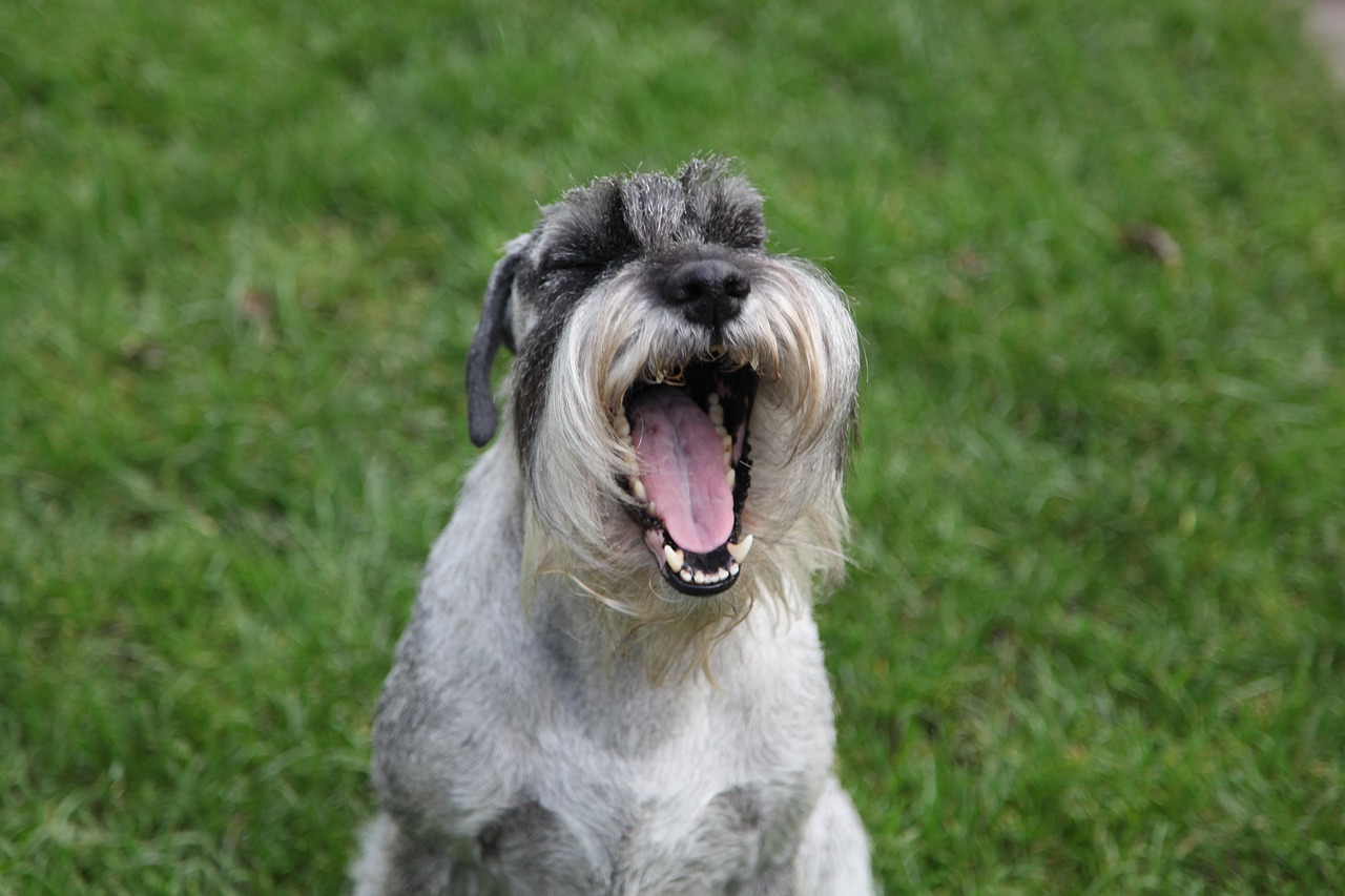 schnauzer  dog  pet free photo