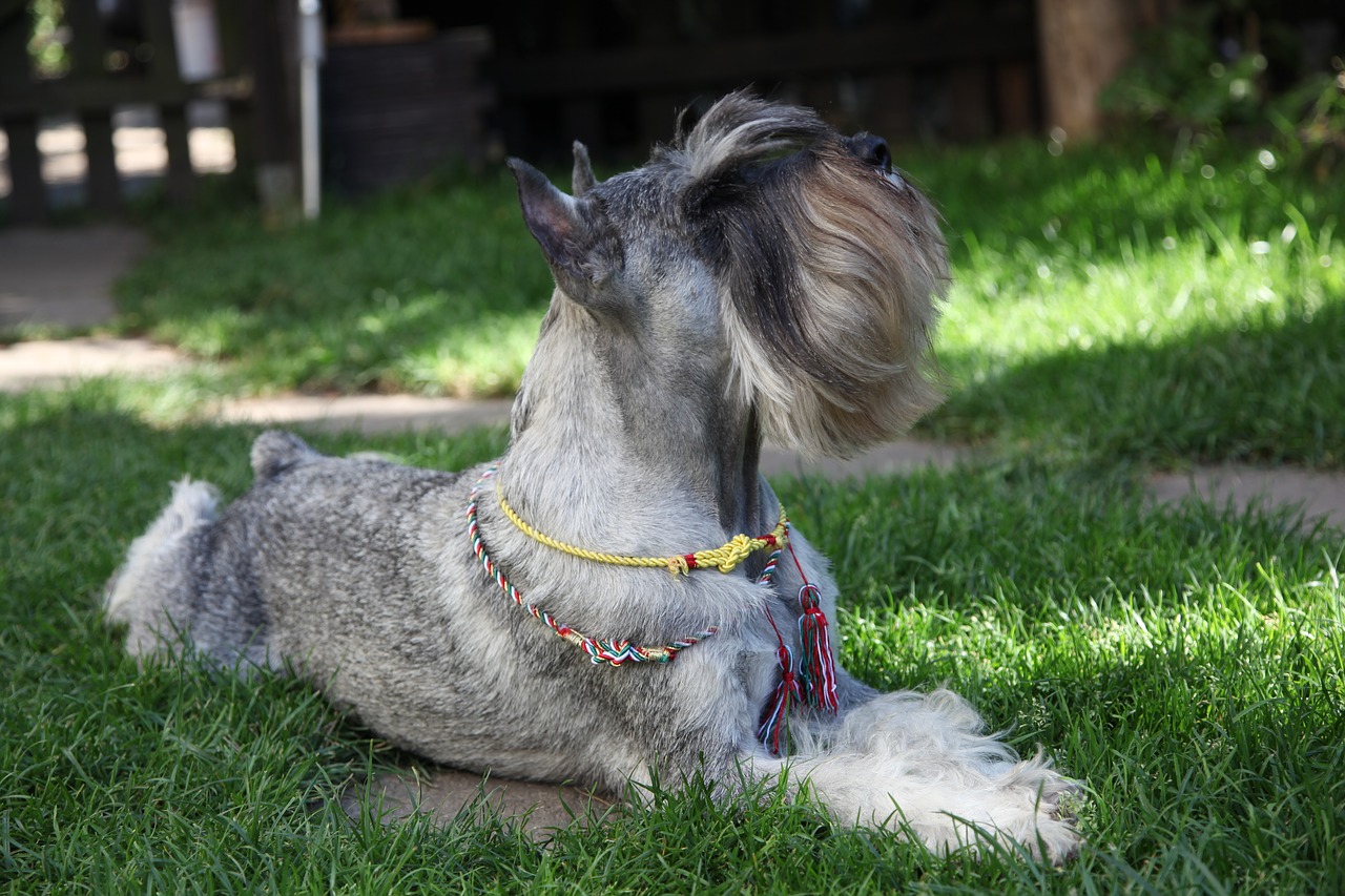 schnauzer  dog  pet free photo