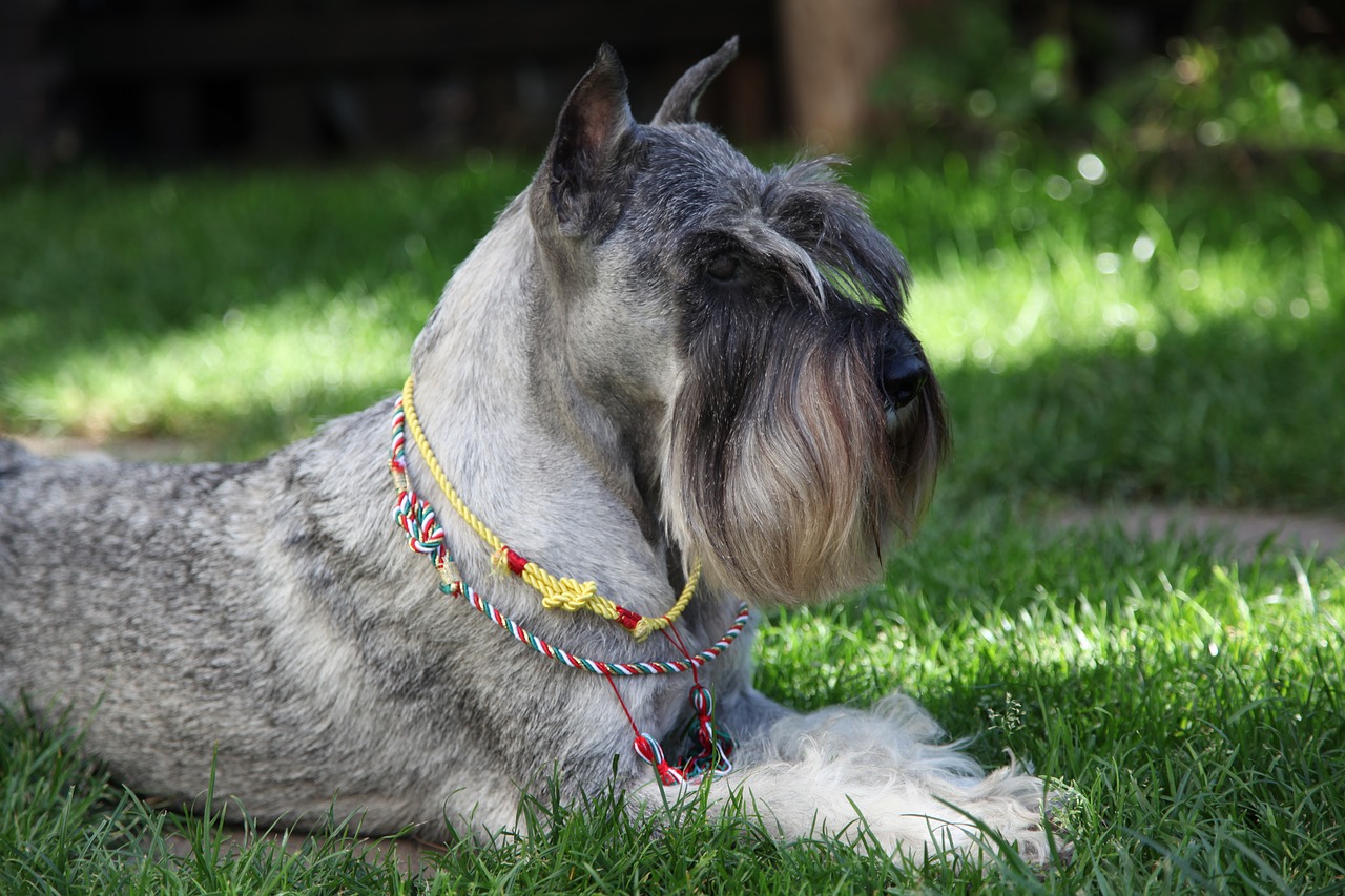 schnauzer  dog  pet free photo