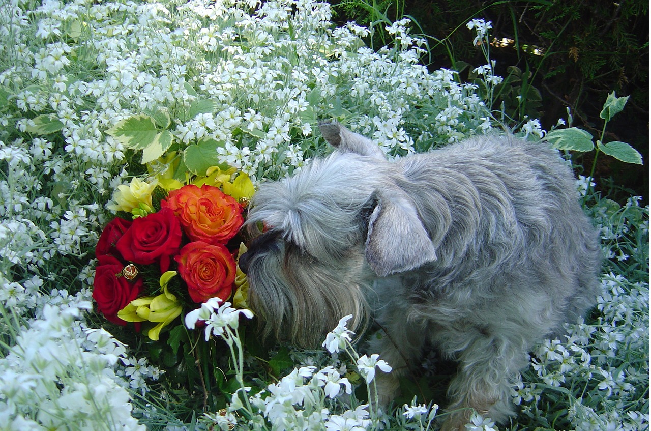 schnauzer smelling the flowers dog in the garden dog smelling flowers free photo