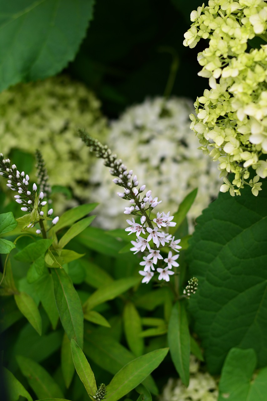 schneef elbe rich  flower  white free photo