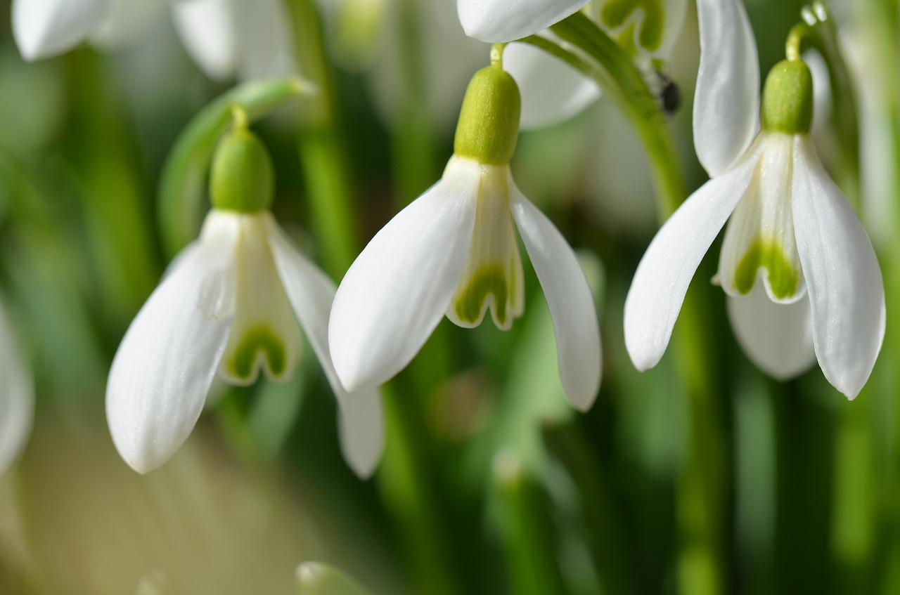 schneegloeckcken spring white free photo