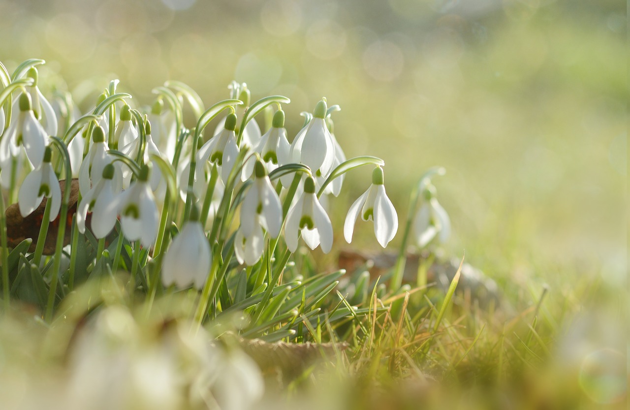 schneegloegglein snowdrop plant free photo