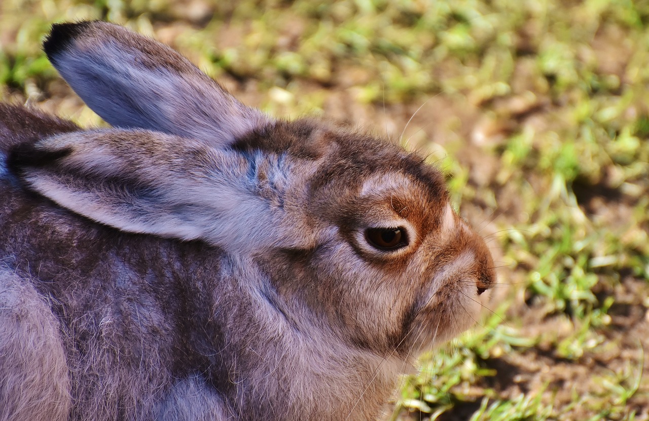 schneehase cute zoo free photo