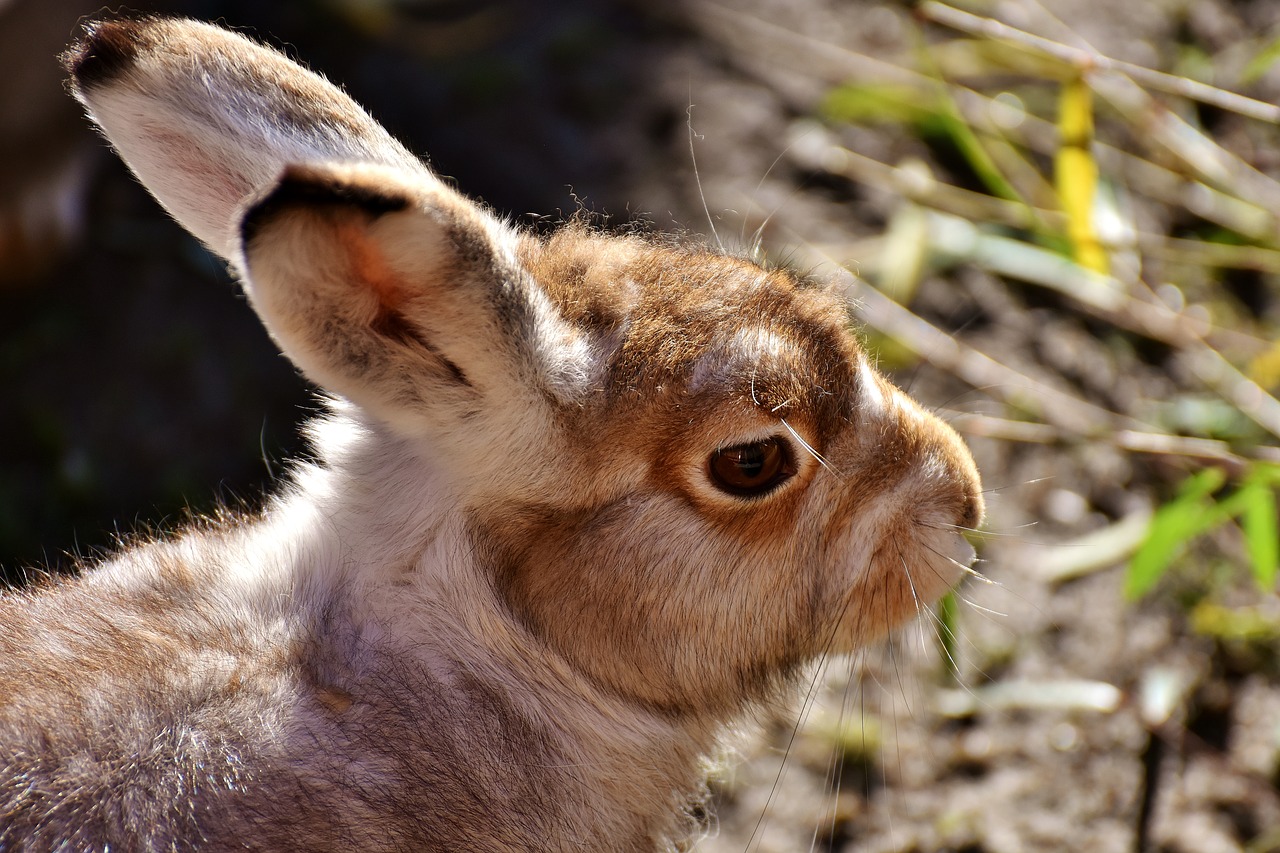 schneehase cute zoo free photo