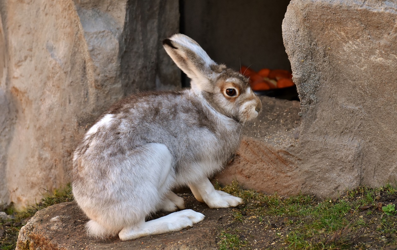 schneehase cute zoo free photo