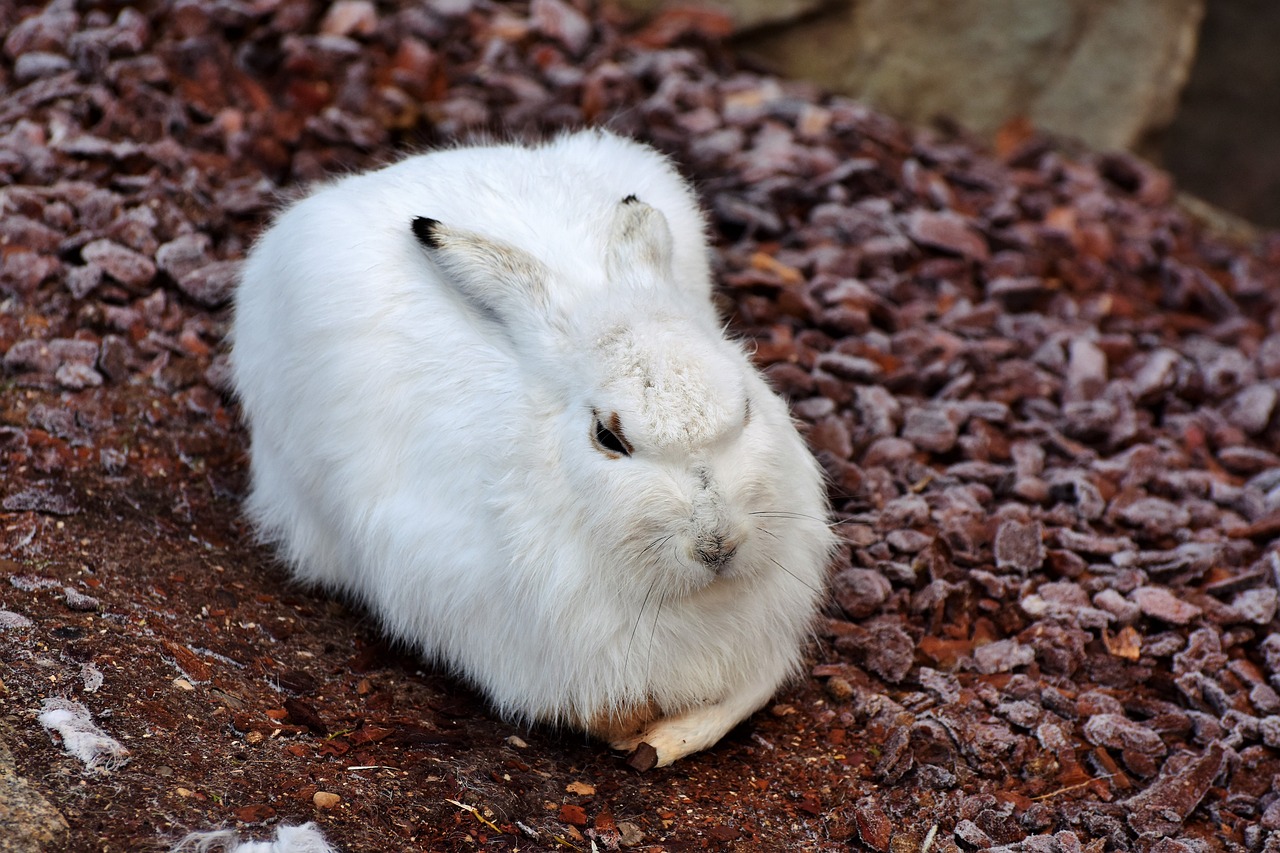 schneehase hare doe free photo