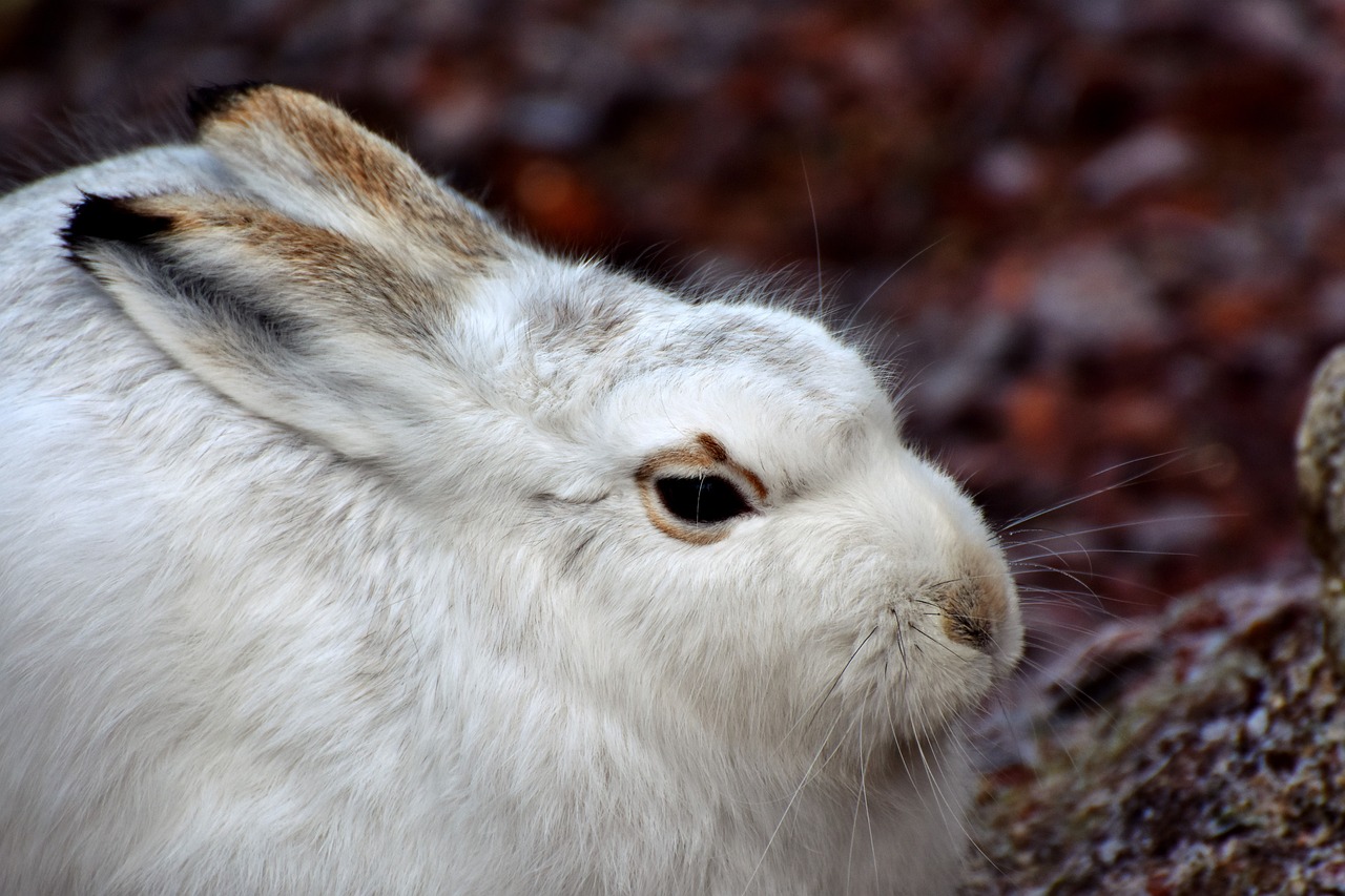 schneehase hare doe free photo