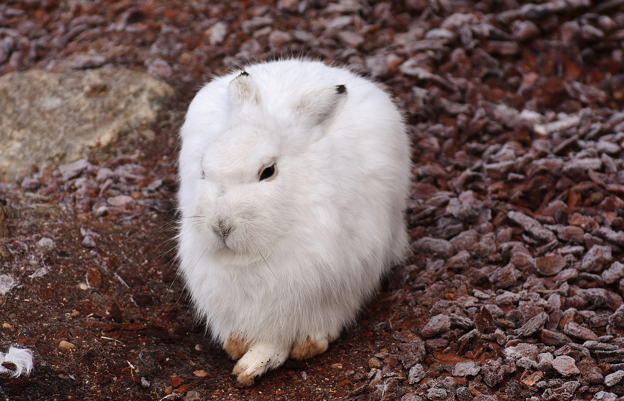 schneehase cute zoo free photo