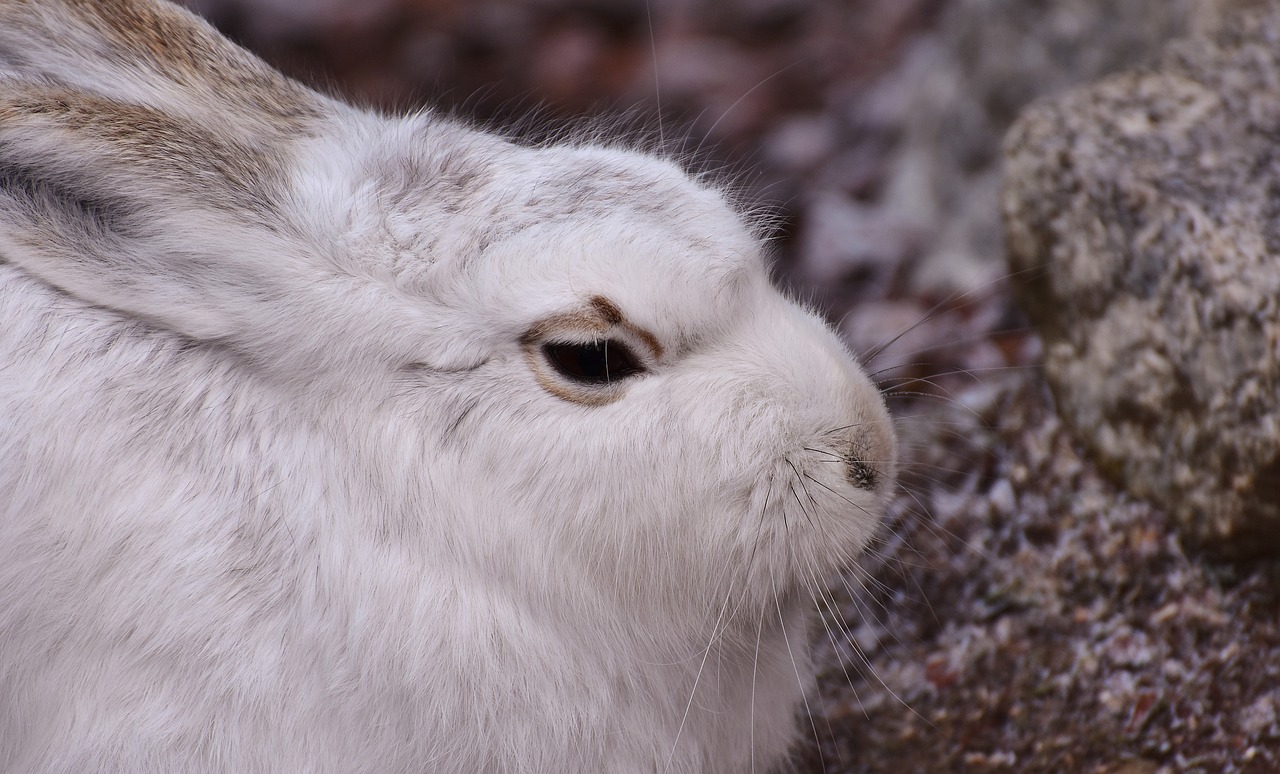 schneehase cute zoo free photo