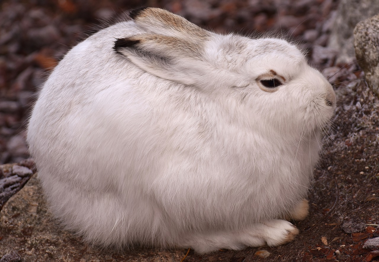 schneehase cute zoo free photo