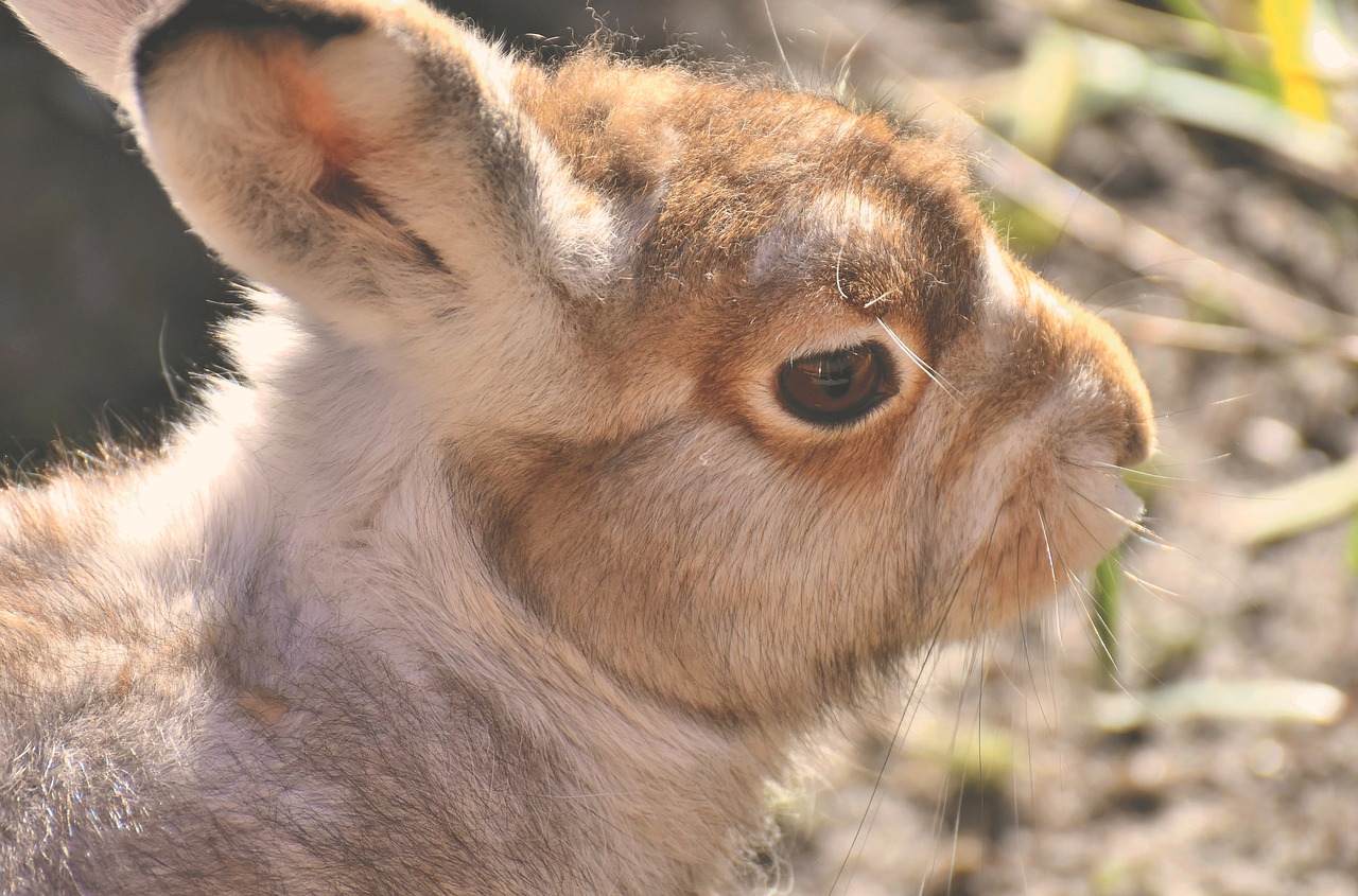 schneehase  cute  zoo free photo