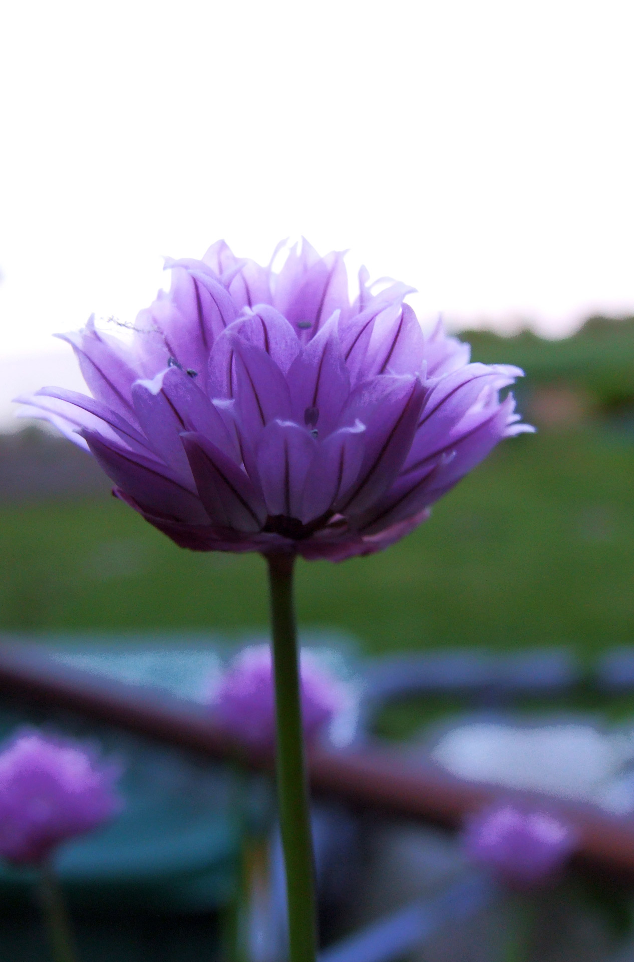 chive flower blossom free photo