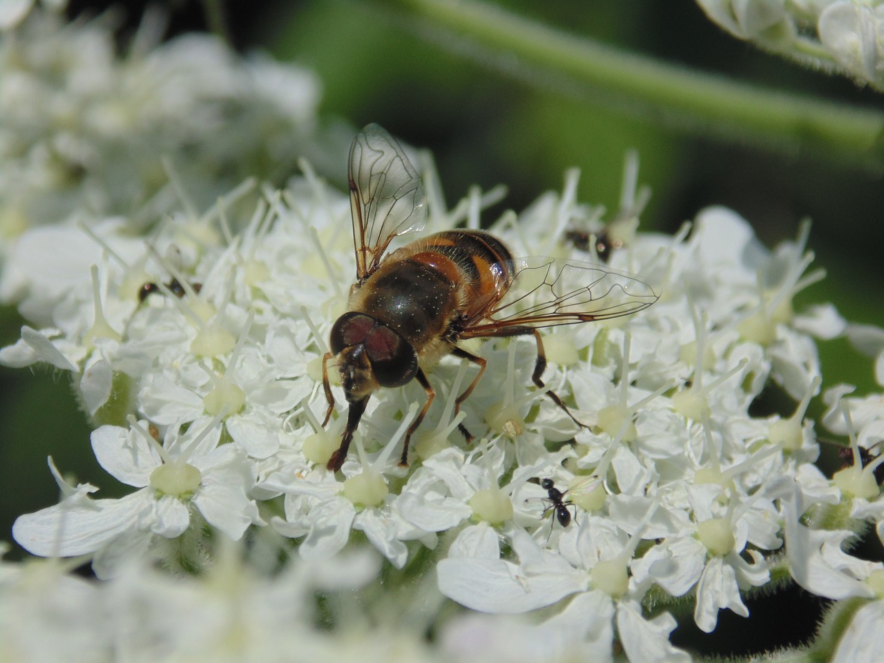 scholarship uludað bee free photo