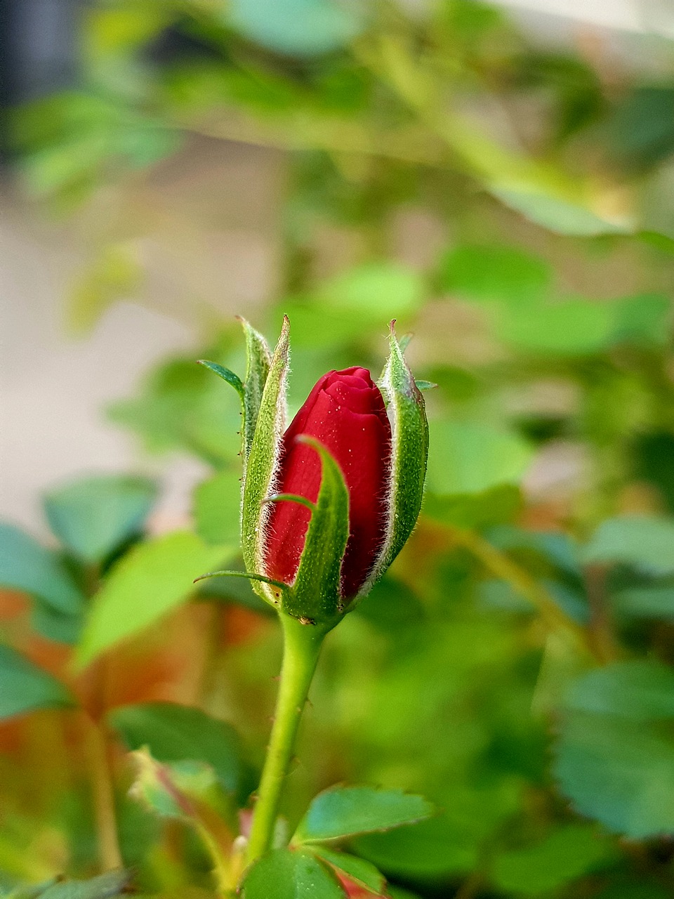 scholarship  rose  flower free photo