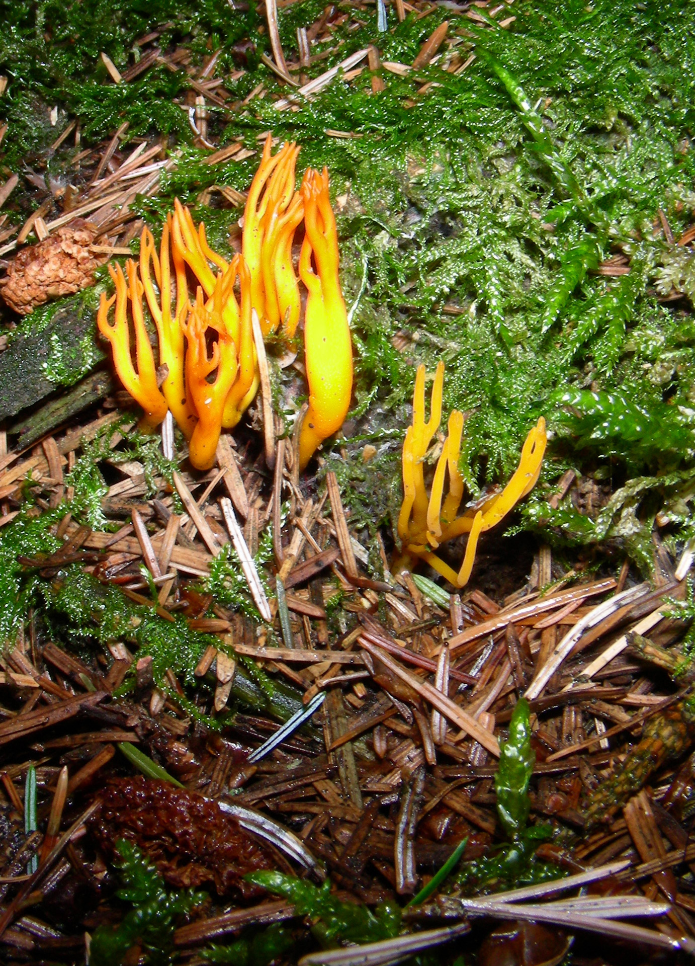 mushroom forest forest floor free photo