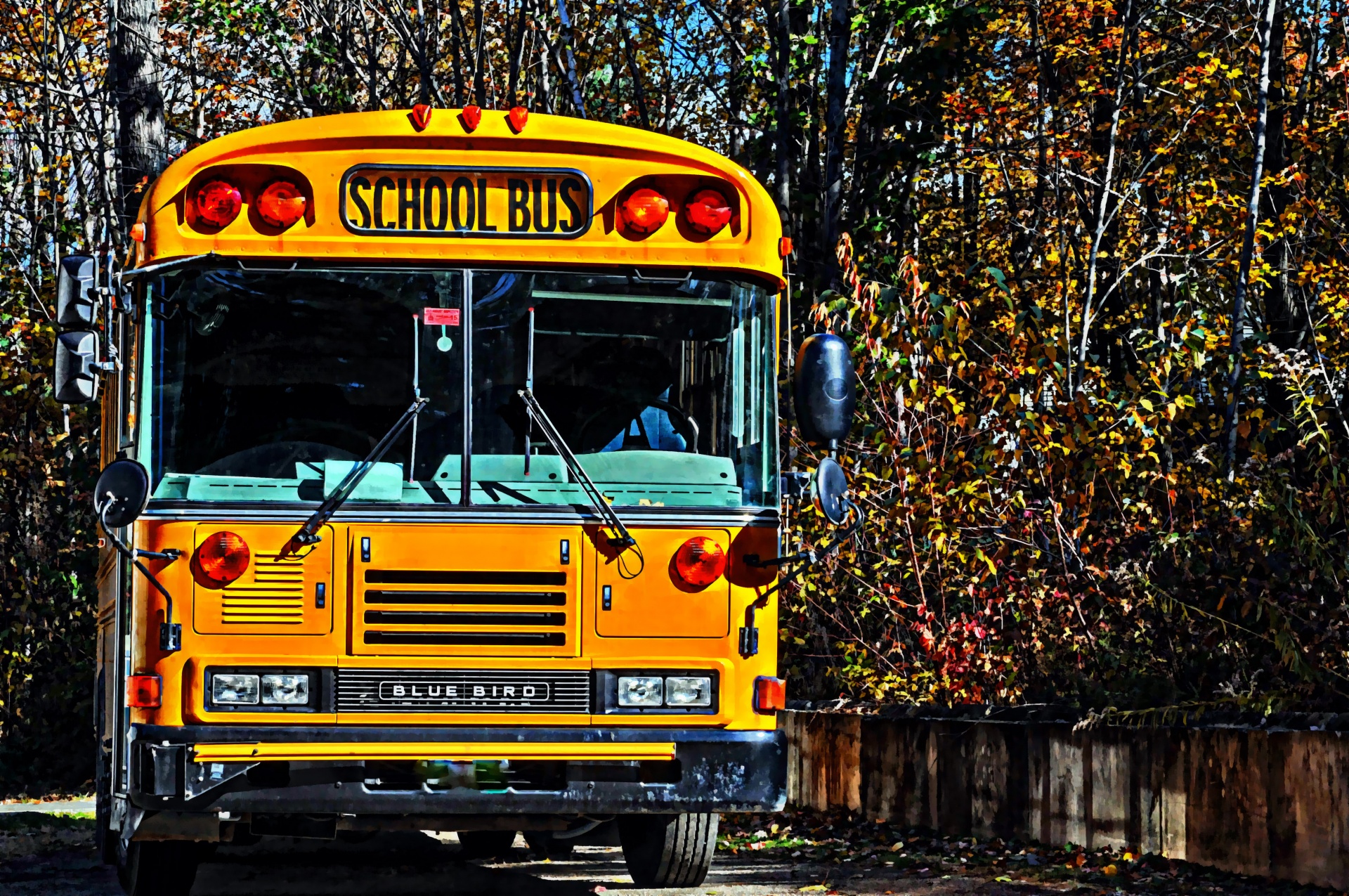 bus school bus school free photo