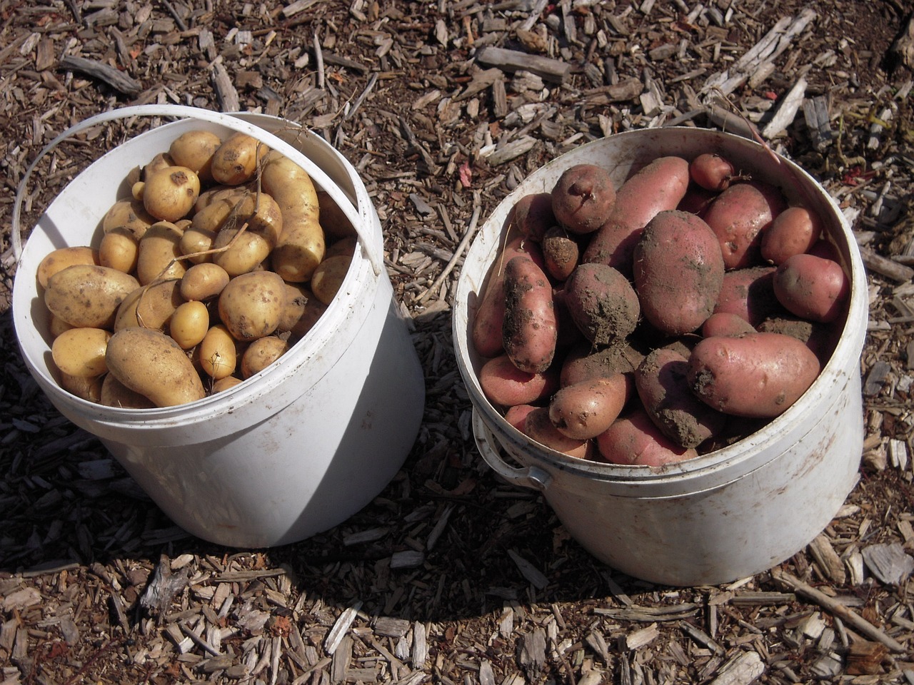 school garden potatoes harvest free photo