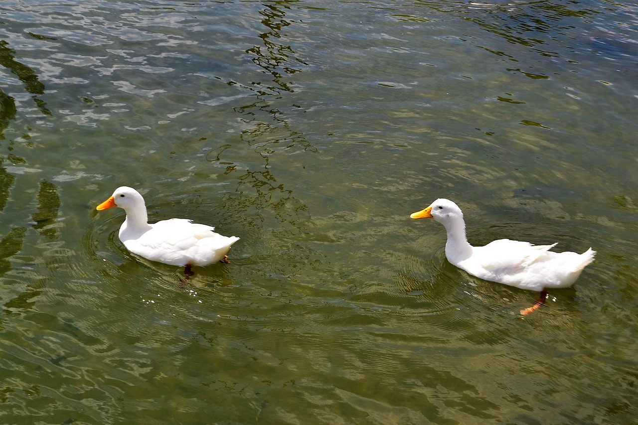 school of ducks duck animals free photo