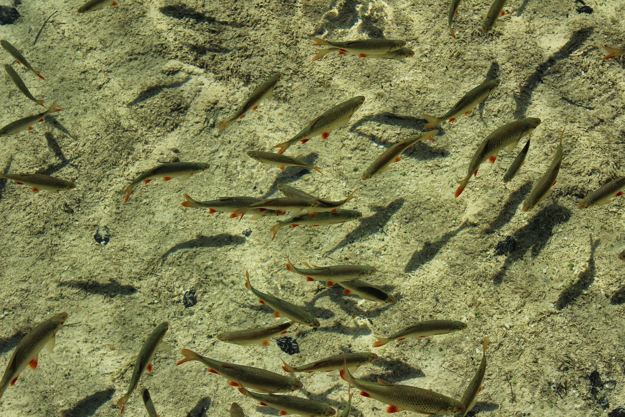 school of fish fish school free photo