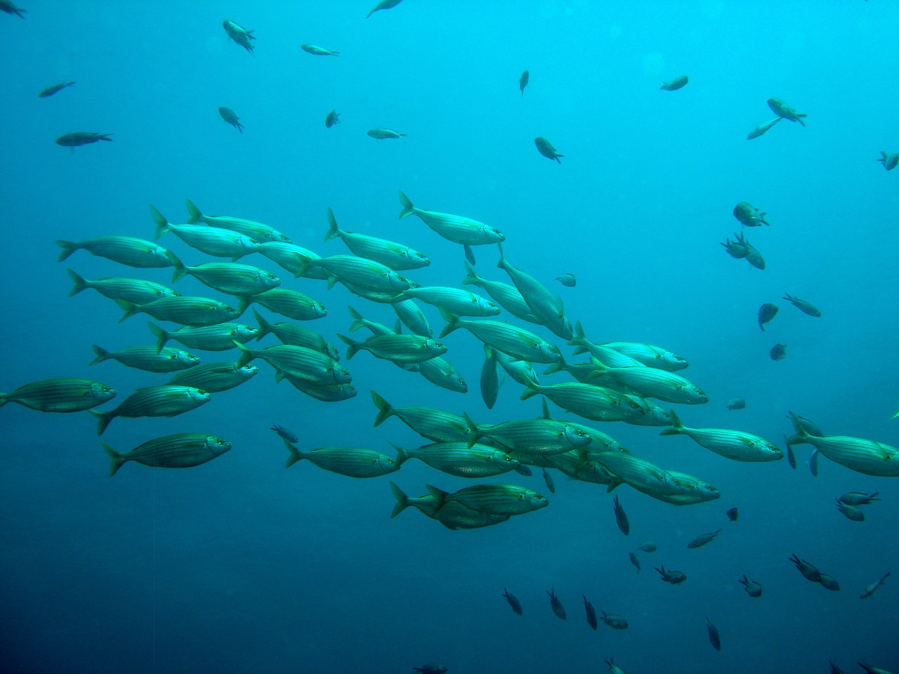 school of fish fish nature free photo