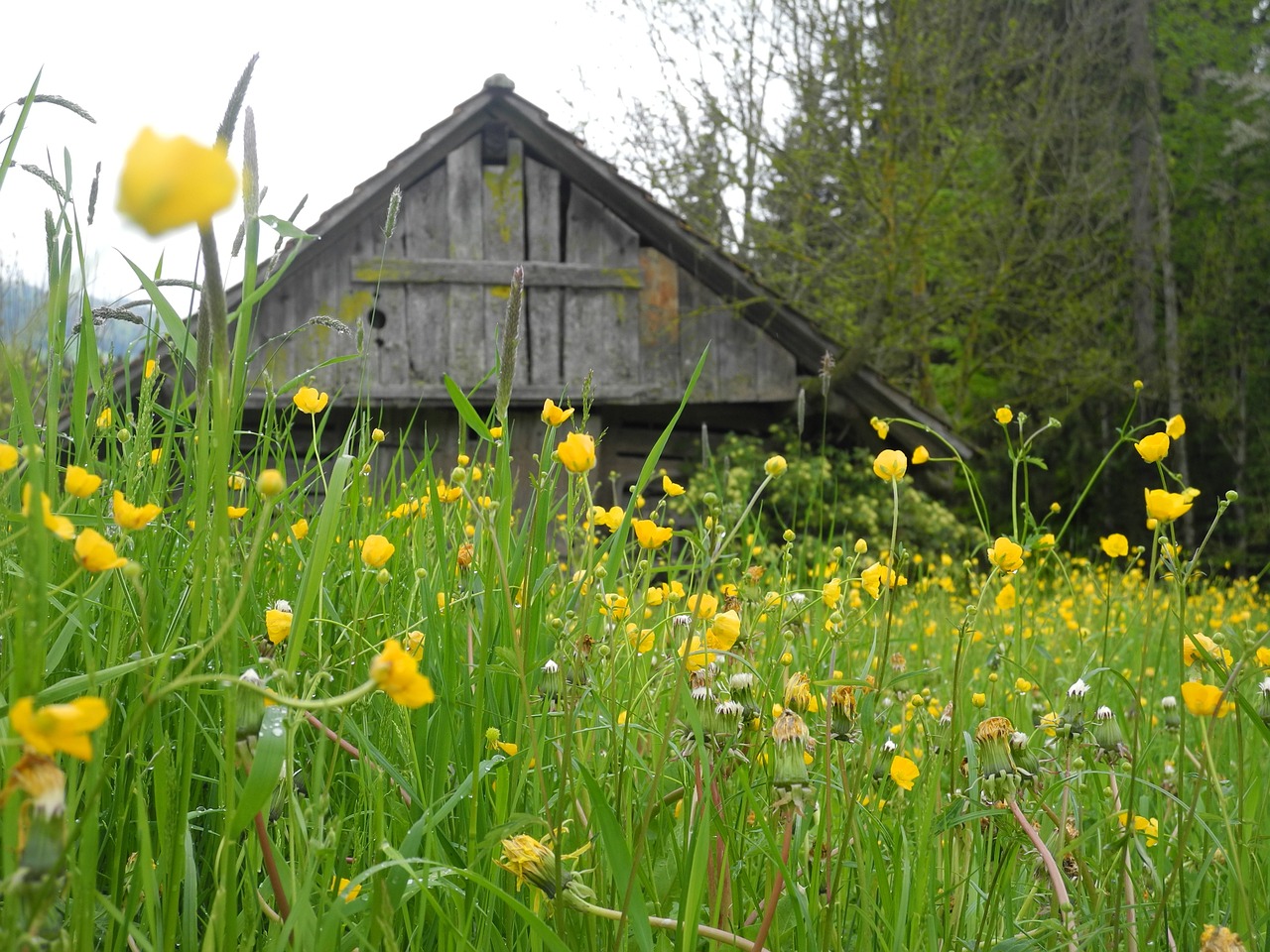 schopf rural flowers free photo