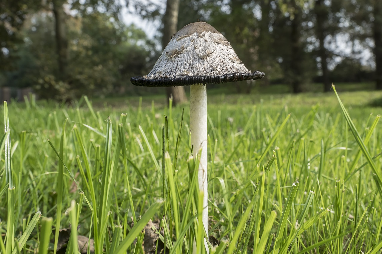 schopf comatus coprinus comatus asparagus mushroom free photo