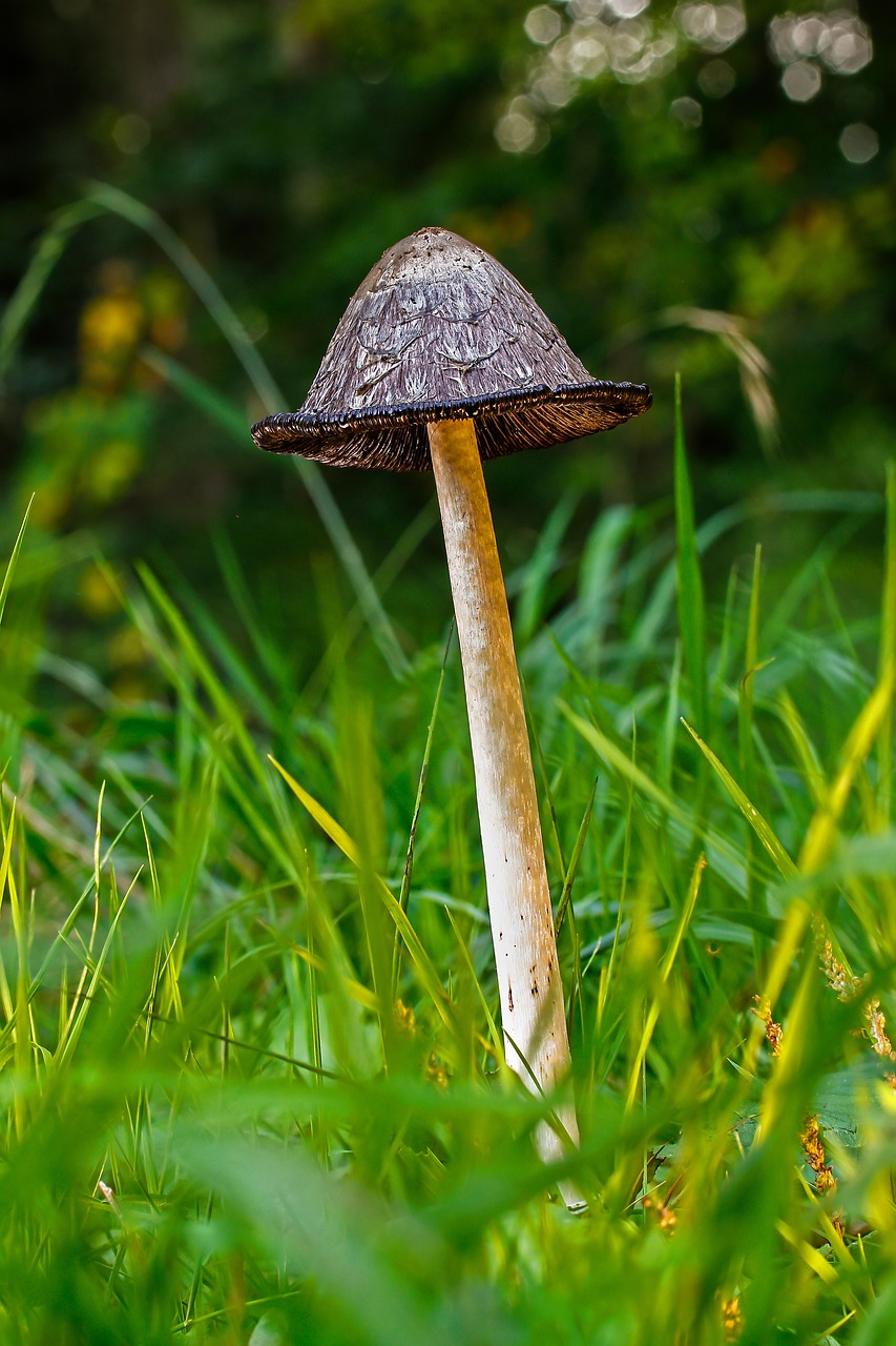 schopf comatus  mushroom  tintenpilz free photo