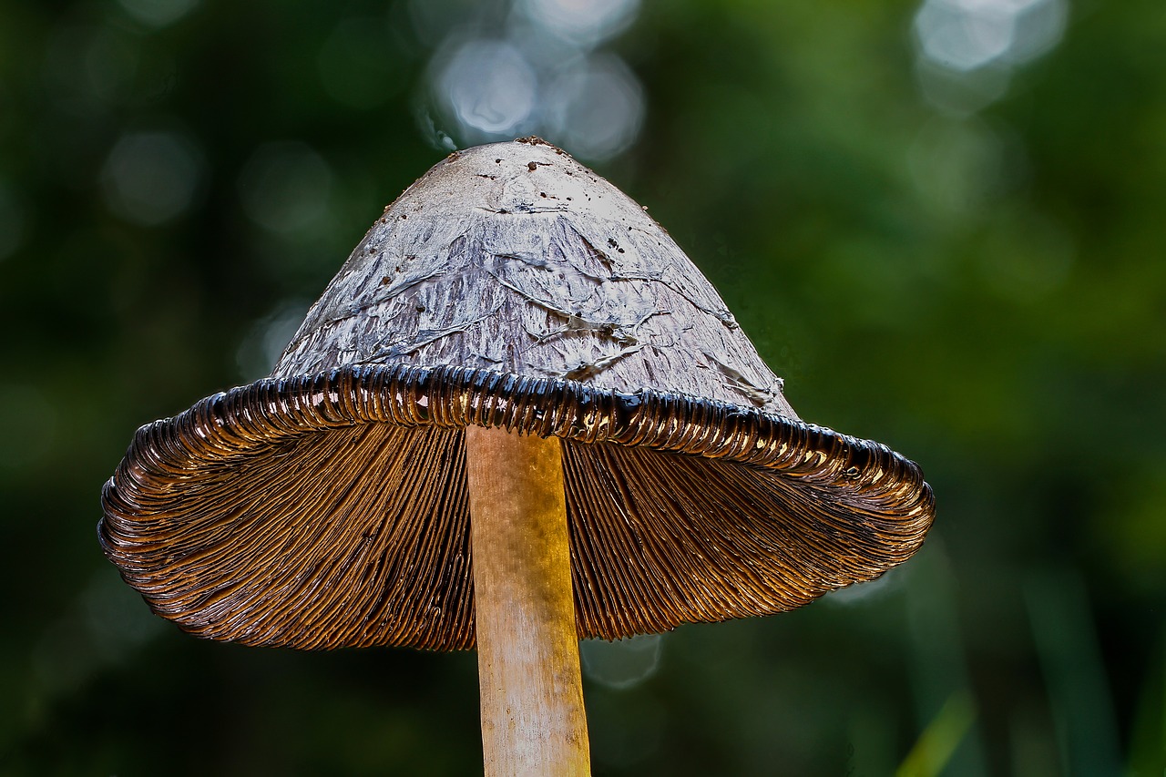 schopf comatus  mushroom  tintenpilz free photo