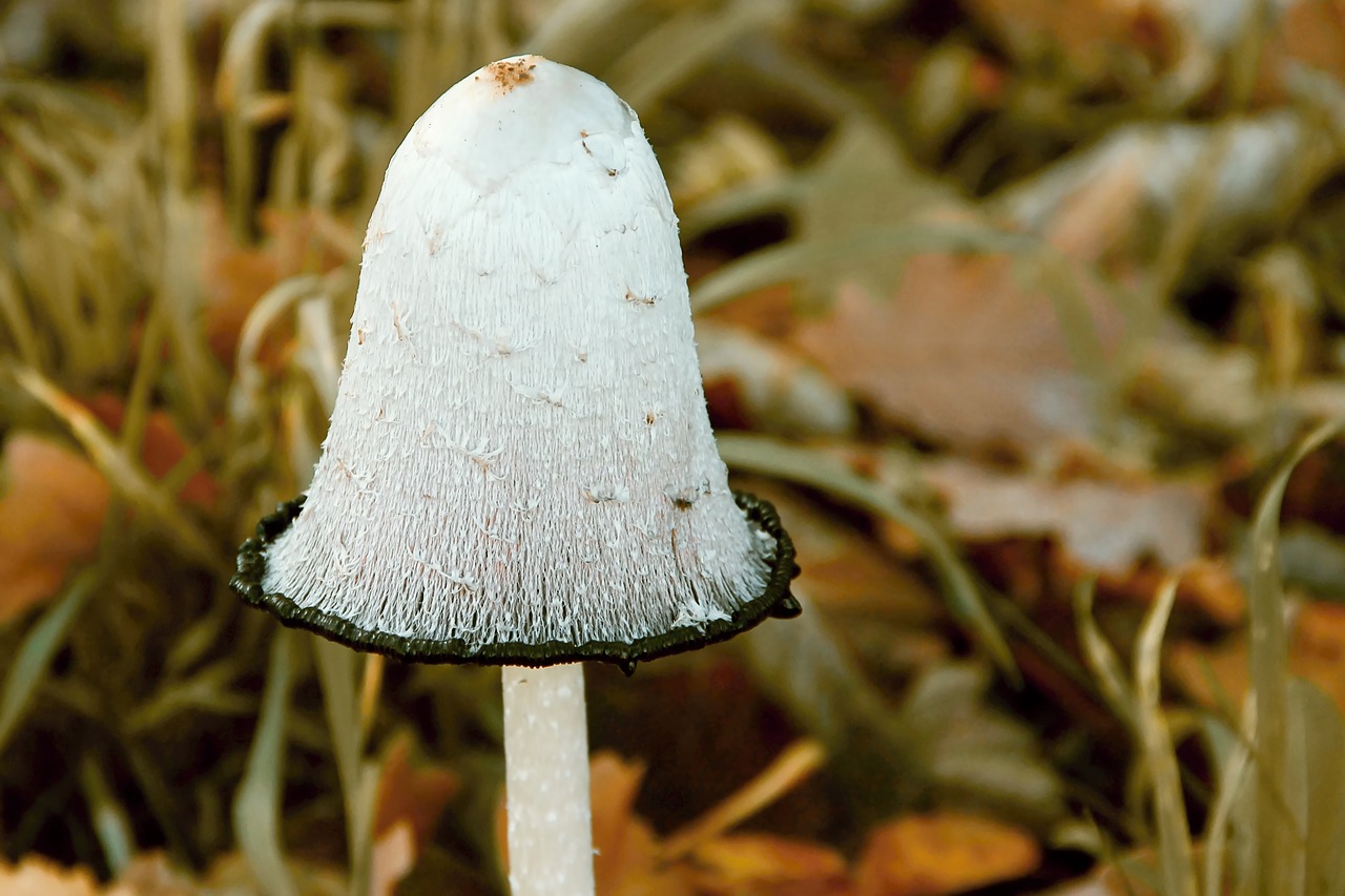 schopf comatus  comatus  coprinus comatus free photo