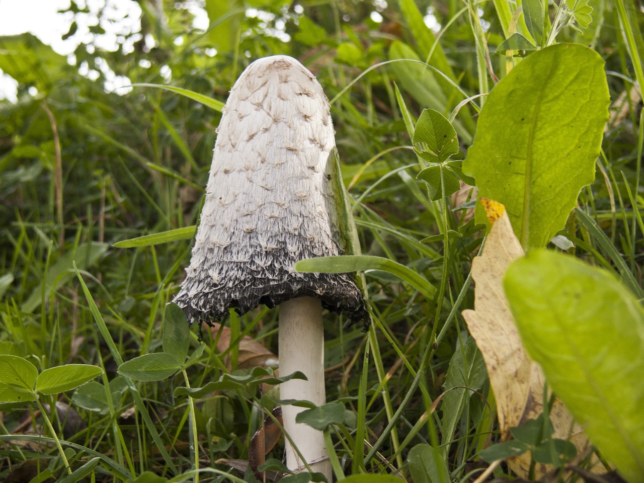 schopf comatus mushroom white free photo