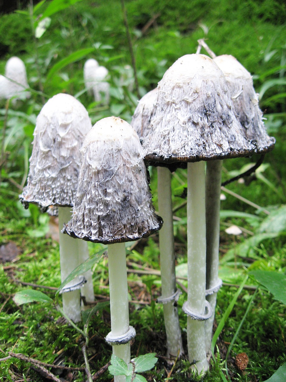 schopf coprinus mushrooms coprinus free photo