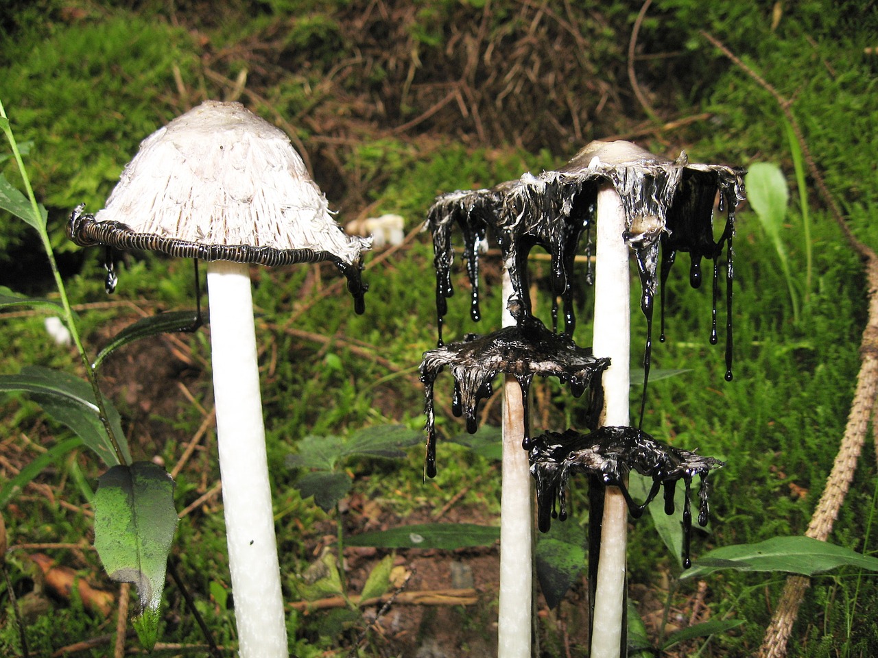 schopf coprinus mushrooms coprinus free photo