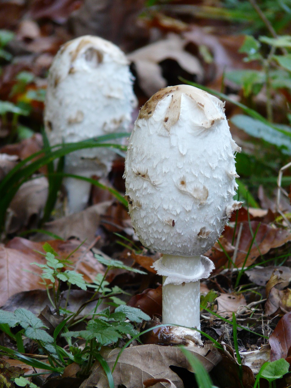 schopf coprinus mushrooms comatus free photo