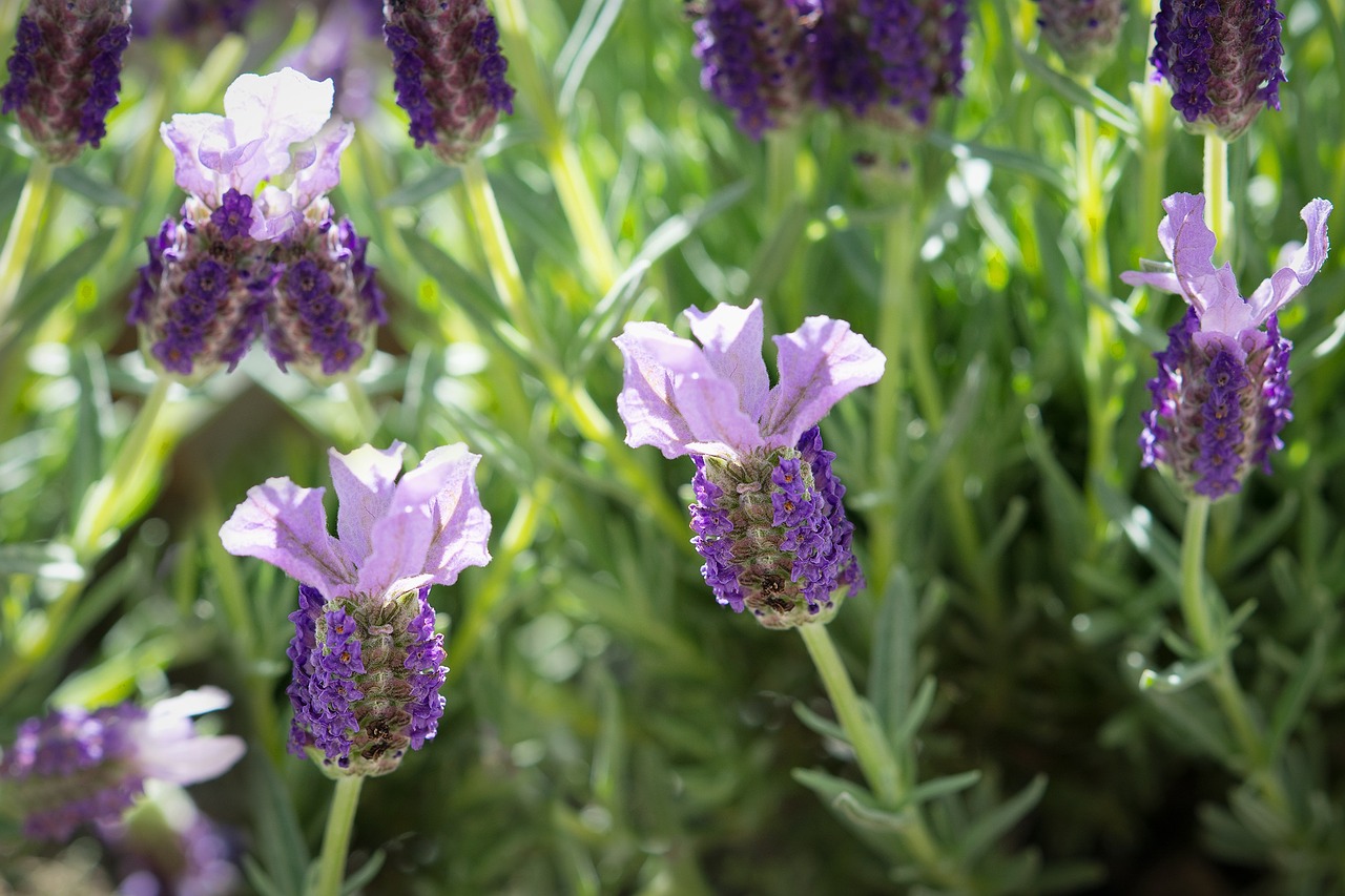 schopf lavender lavender flowers free photo