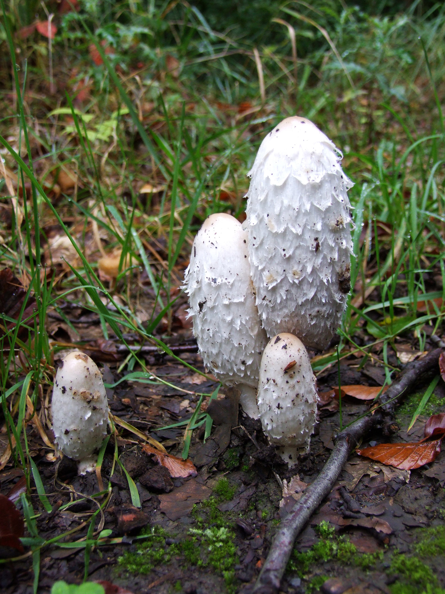 mushroom forest forest floor free photo