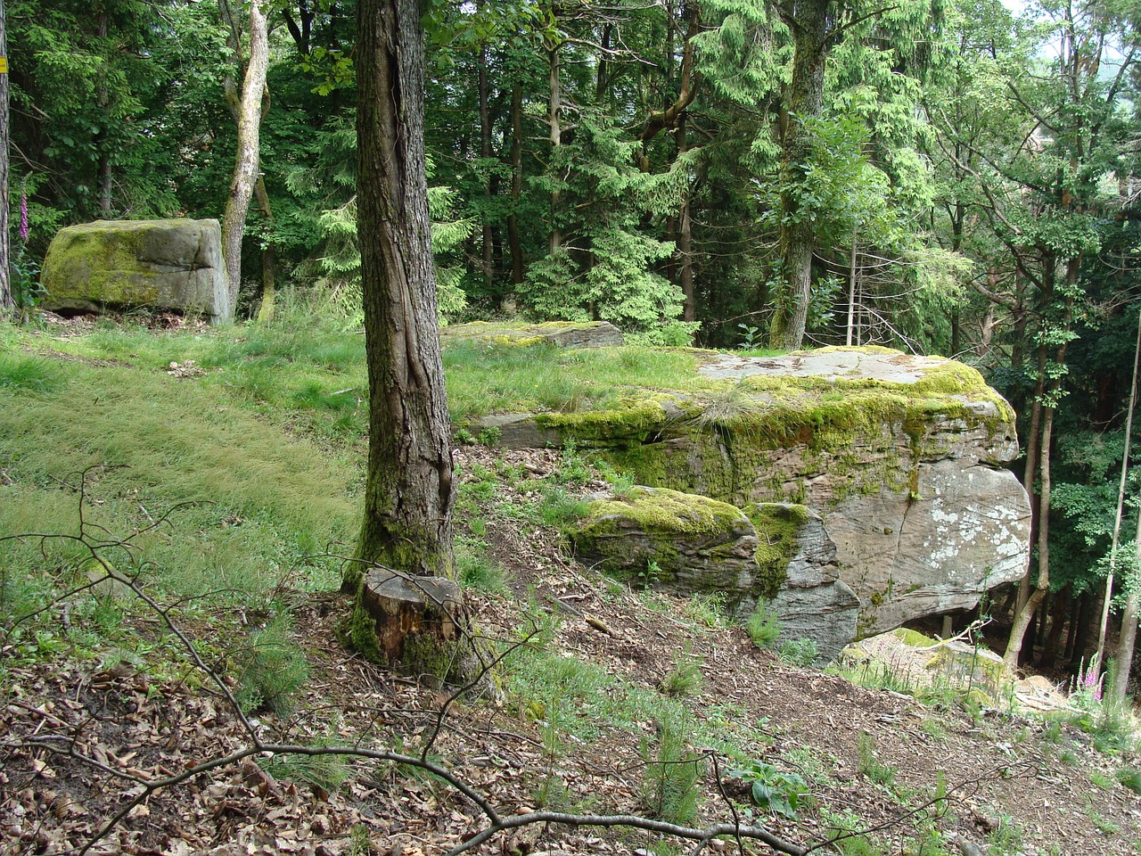 schornsteinfelsen palatinate forest germany free photo