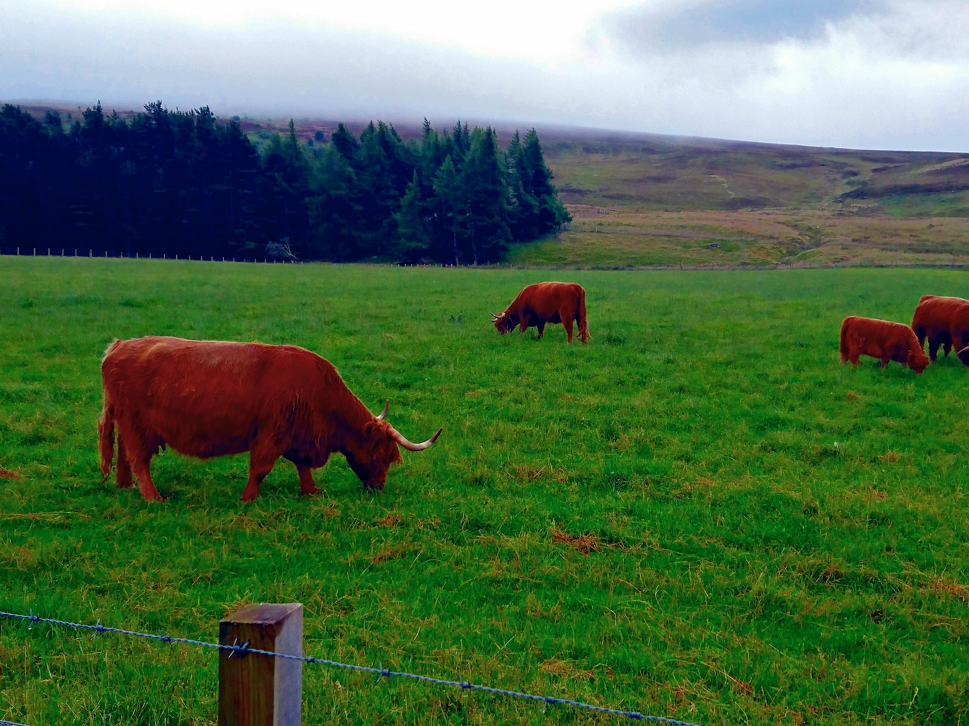scotland highlands cattle free photo